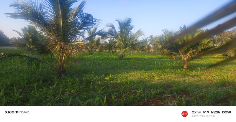  Agricultural Land 4 Acre for Sale in T Narasipura Road, Mysore