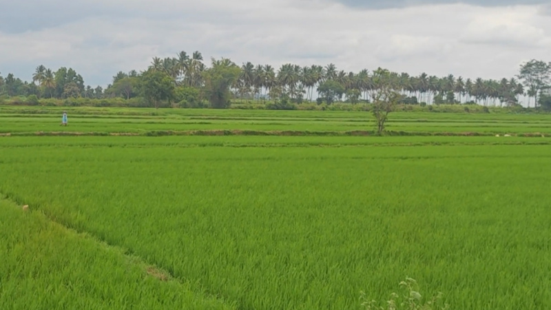  4 Acre Agricultural/Farm Land for Sale in T Narasipura Road, Mysore