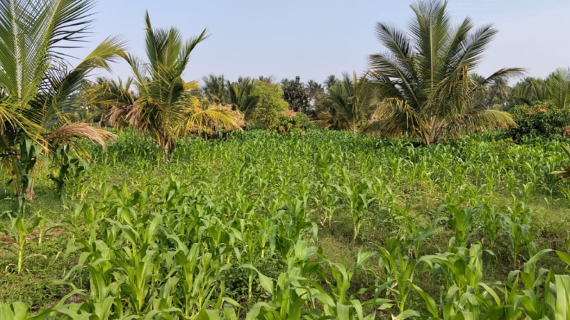  3 Acre Agricultural/Farm Land for Sale in Magadi Road, Bangalore