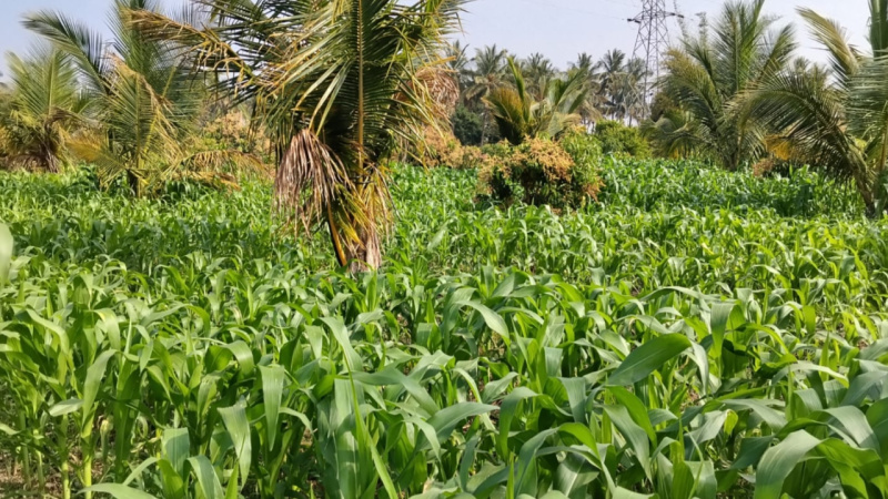  3 Acre Agricultural/Farm Land for Sale in Magadi Road, Bangalore