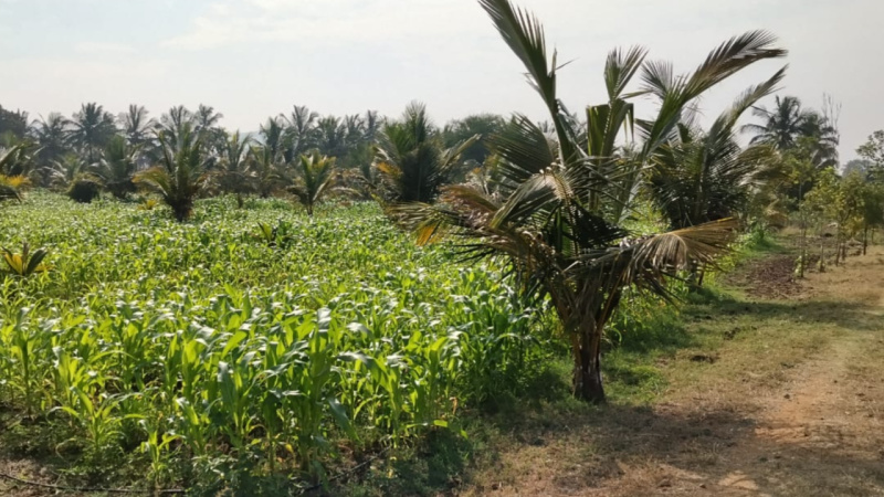  3 Acre Agricultural/Farm Land for Sale in Magadi Road, Bangalore