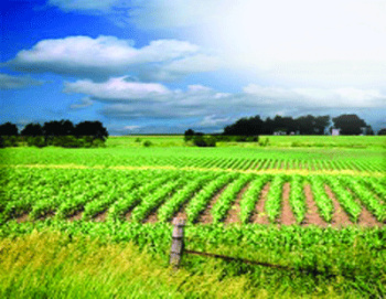  Agricultural Land for Sale in Dighori, Nagpur