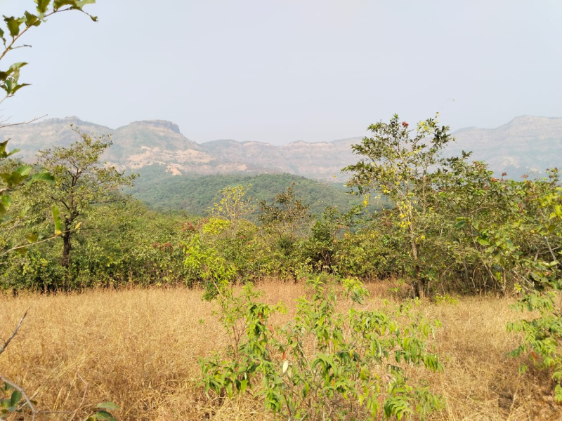  25 Acre Agricultural/Farm Land for Sale in Khed Ratnagiri