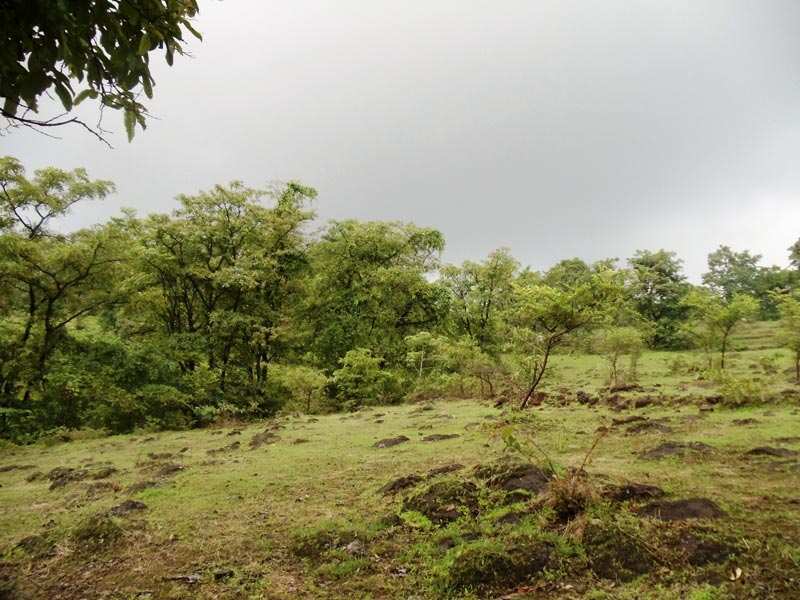 Agricultural Land 2 Acre for Sale in Sangameshwar, Ratnagiri