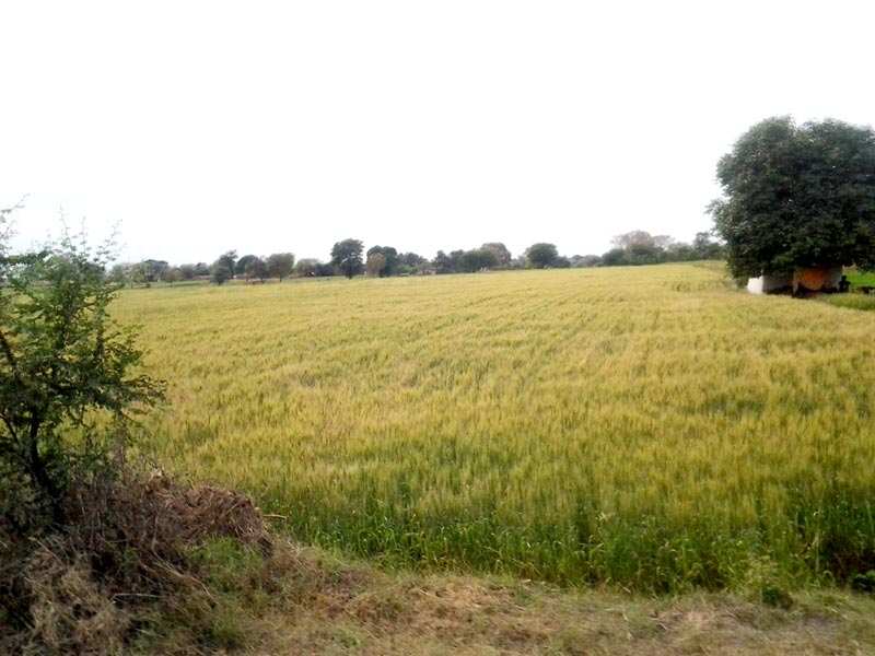 Agricultural Land 100 Bigha for Sale in Tekanpur, Gwalior