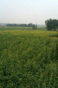  Agricultural Land for Sale in Tijara, Alwar