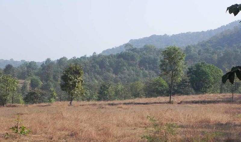 Agricultural Land 100 Acre for Sale in Alibag, Raigad