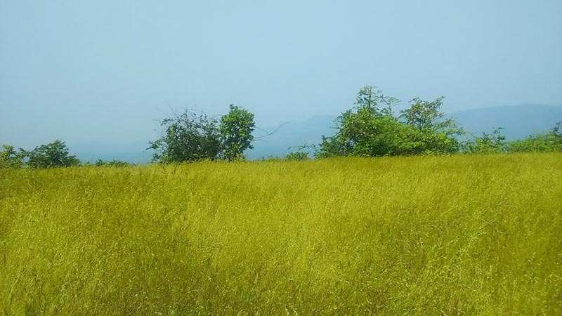 Agricultural Land 50 Acre for Sale in Chiplun, Ratnagiri