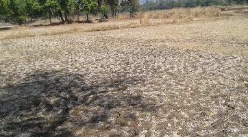  Agricultural Land for Sale in Alibag, Raigad