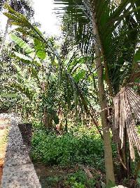  Agricultural Land for Sale in Balussery, Kozhikode