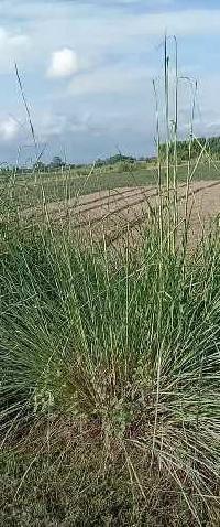  Agricultural Land for Sale in Dataganj, Budaun