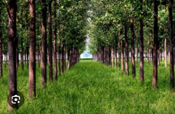  Agricultural Land for Sale in Ropar, Rupnagar