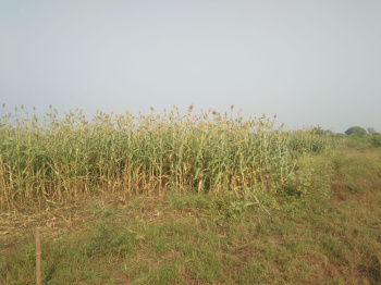  Agricultural Land for Sale in Sahakar Nagar 1, Nizampura, Vadodara