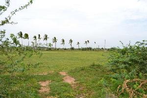  Agricultural Land for Sale in Phirangipuram, Guntur