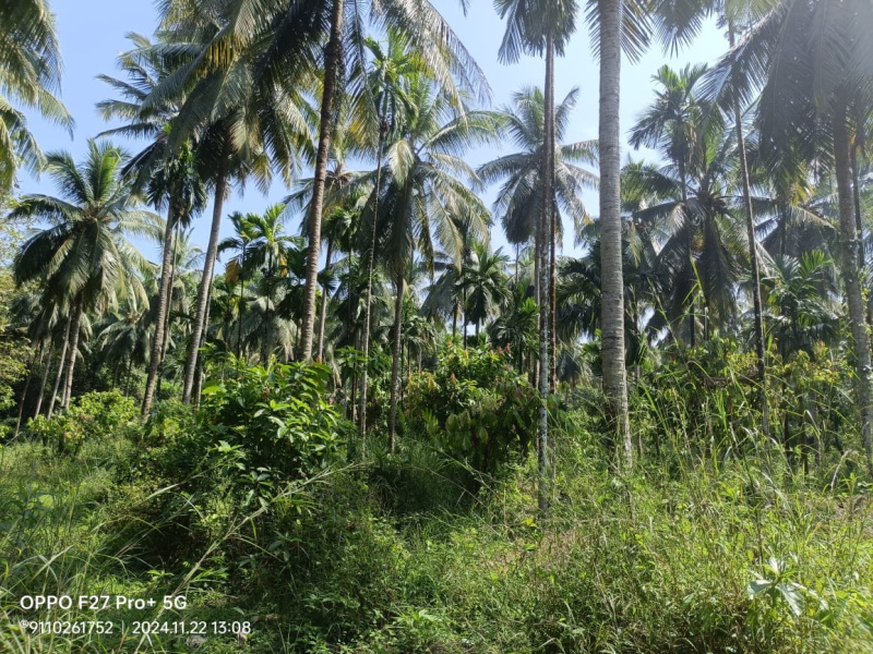  Agricultural Land 60 Acre for Sale in Uppinangady, Dakshin Kannad