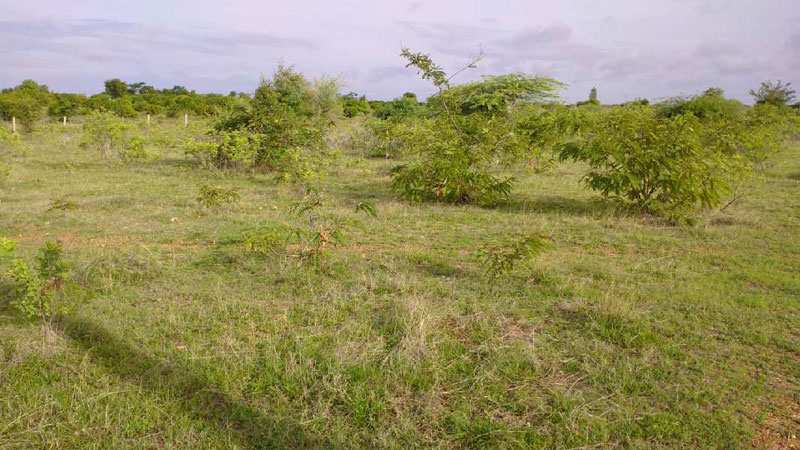 Agricultural Land 2500 Sq. Yards for Rent in