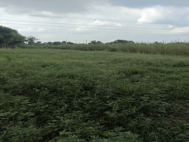  Agricultural Land 11 Bigha for Sale in Piprali Road, Sikar