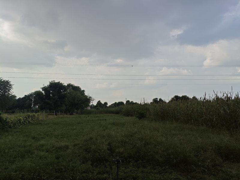  Agricultural Land 11 Bigha for Sale in Piprali Road, Sikar