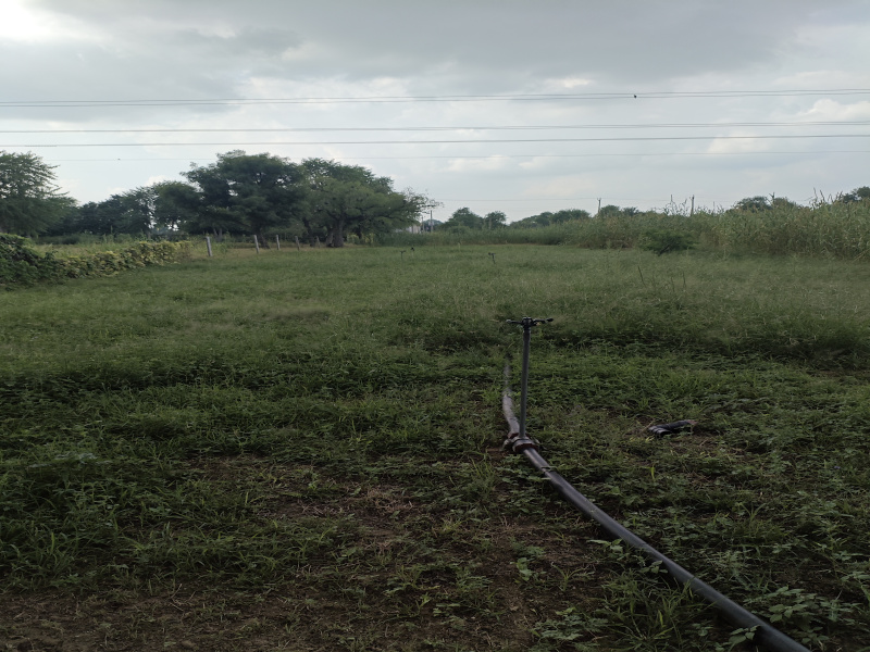  Agricultural Land 11 Bigha for Sale in Piprali Road, Sikar