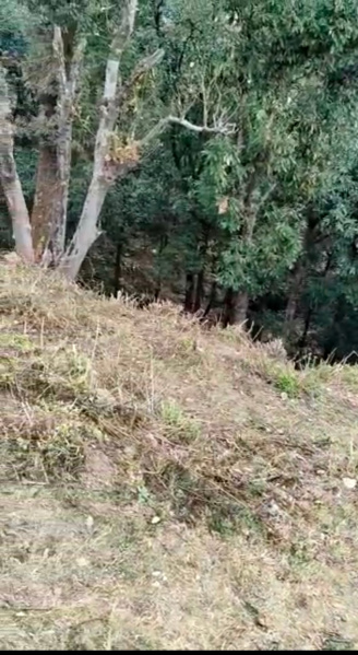 Residential Plot 8500 Sq. Yards for Sale in Barlow Ganj, Dehradun