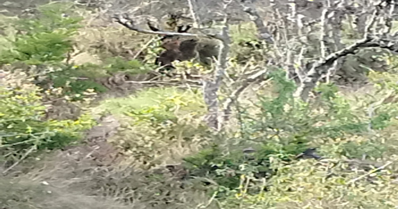  24000 Sq. Yards Residential Plot for Sale in Chamba, Tehri Garhwal