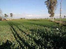 Agricultural Land for Sale in Beas, Amritsar