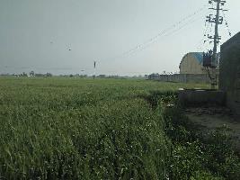  Agricultural Land for Sale in Banga, Shahid Bhagat Singh Nagar