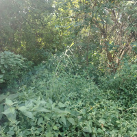  Commercial Land for Sale in Nuvem, Goa