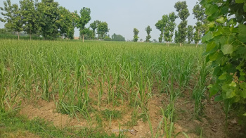  Agricultural Land for Sale in Kanth Road, Moradabad