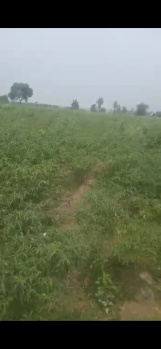  Agricultural Land for Sale in Mirganj, Bareilly