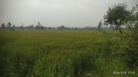  Agricultural Land for Sale in Ramnagar, Nainital