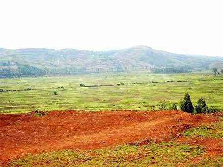 Agricultural Land 10 Acre for Sale in Barshi, Solapur