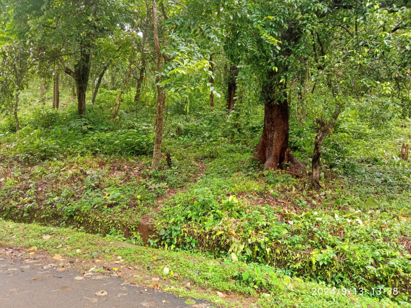  Residential Plot 2000 Sq. Meter for Sale in Anjuna, North Goa,