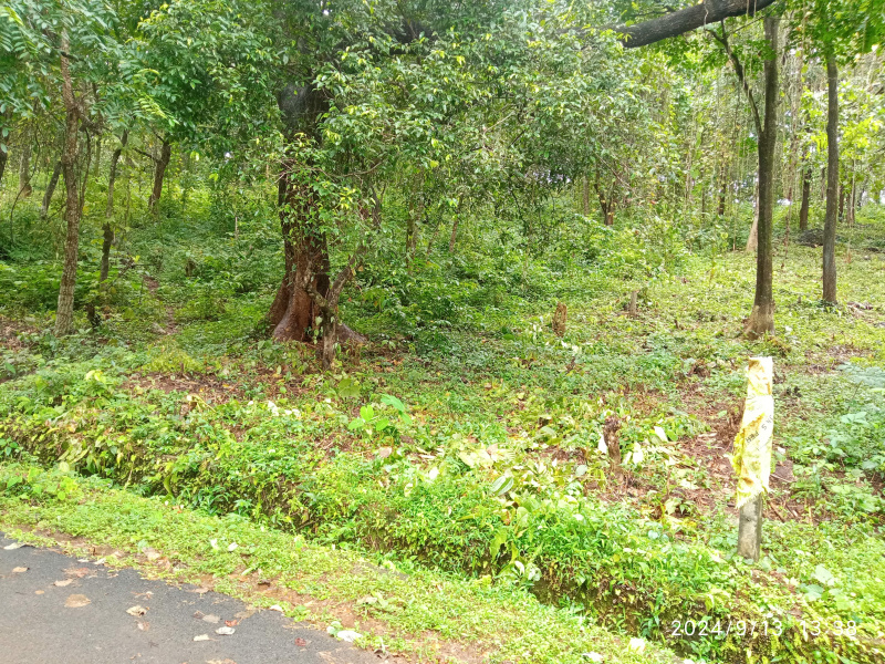  Residential Plot 2000 Sq. Meter for Sale in Anjuna, North Goa,