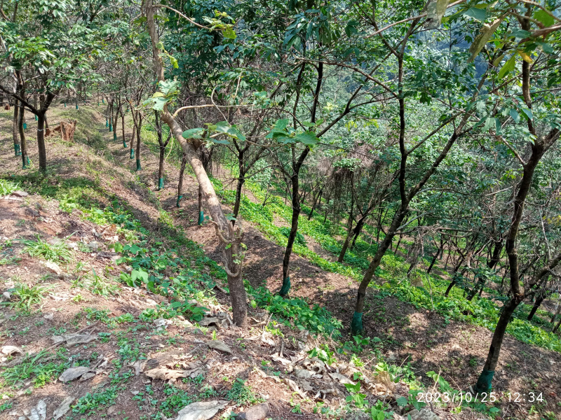  Residential Plot 850 Sq. Meter for Sale in Tivim, North Goa, 