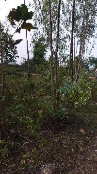  Agricultural Land for Sale in Bhamini, Srikakulam