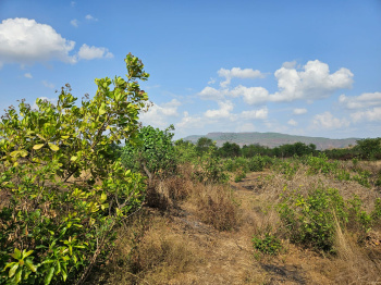  Agricultural Land for Sale in Mangaon, Raigad