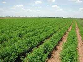  Agricultural Land for Sale in Rajpipla, Narmada