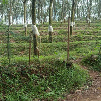  Agricultural Land for Sale in Punalur, Kollam