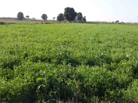  Agricultural Land for Sale in Panagar, Jabalpur