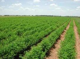  Agricultural Land for Sale in Patera, Damoh