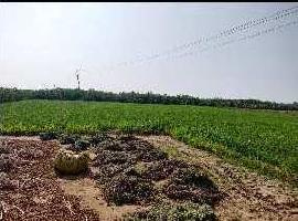  Agricultural Land for Sale in Dasada, Surendranagar