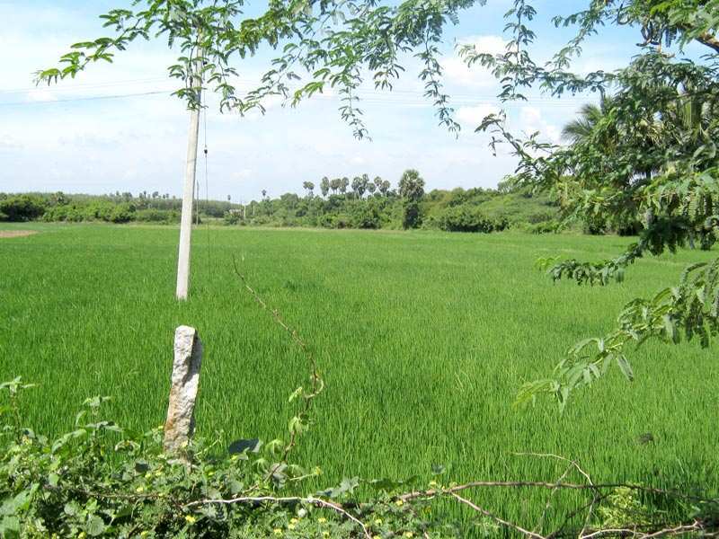 Agricultural Land 129 Cent for Sale in