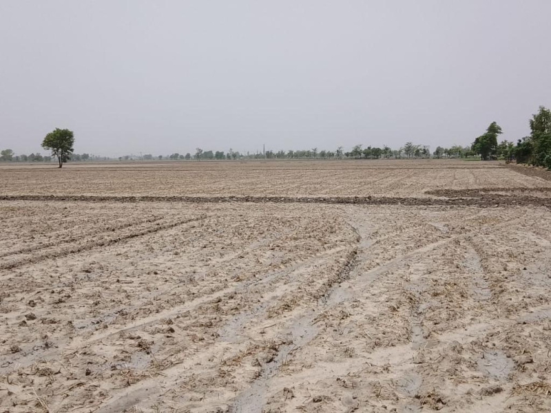  6 Acre Agricultural/Farm Land for Sale in Dirba, Sangrur