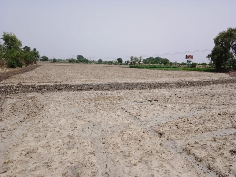  6 Acre Agricultural/Farm Land for Sale in Dirba, Sangrur