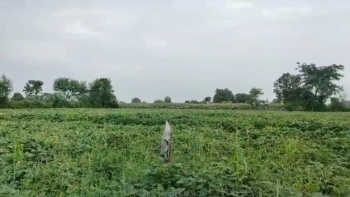  Agricultural Land for Sale in Bhatewar, Udaipur
