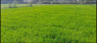  Agricultural Land for Sale in Kankroli, Rajsamand