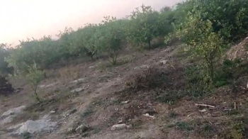  Agricultural Land for Sale in Mavli, Udaipur