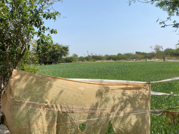  Agricultural Land for Sale in Mavli, Udaipur