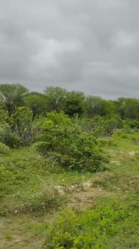  Agricultural Land for Sale in Mavli, Udaipur